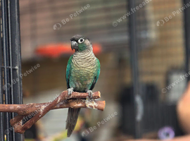 Conure and quaker for sale