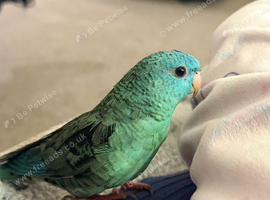 Blue lineolated parakeet