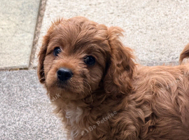 Gorgeous Cavapoo puppies 2 boys hereditary health tested clear. Ready now