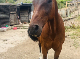 Bay Cob Cross 15.2hh and Pony 13.2 hh