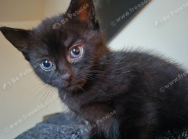 Kittens
