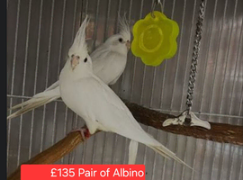 Variety Of Birds Starting From &pound;25