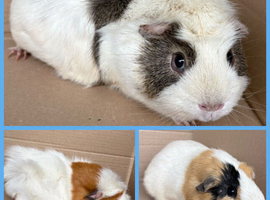 Guineapigs