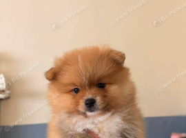 4 beautiful Pomeranians  Available
