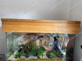 120l fish tank with oak hood