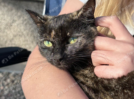 good home wanted for Tortoise Girl 1.5yrs cat