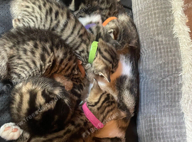 Tabby littens