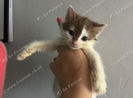 Beautiful kittens for new homes