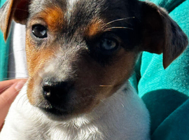 ️ mini Jack Russell&rsquo;s ️