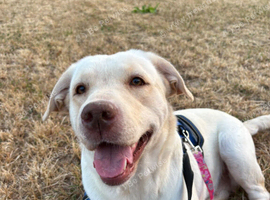 Beautiful labrador girl
