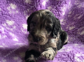 Exquisite cockapoo puppies from Health tested parents