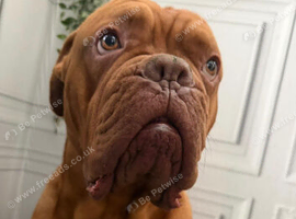 2 Year Old DogueDeBordeaux