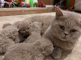 British Shorthair Kittens