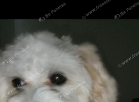 Maltese