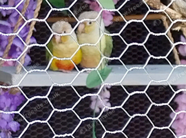 Pair of conures