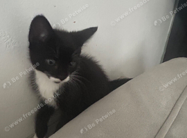 Adorable Male & Female Kittens Looking for a Loving Home