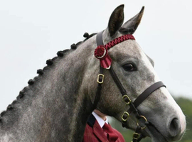 14.1hh Connemara Cross 5 year old.