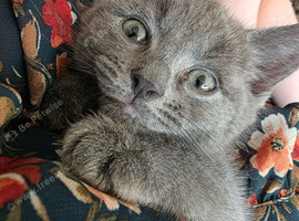 Rehoming 2 kittens