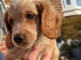 F2 cockapoo puppy boys ready to go to their new family