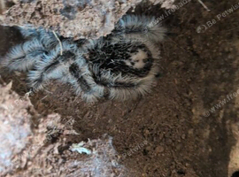 Sub adult female curly hair