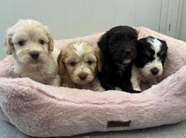 F1 cockerpoo puppies