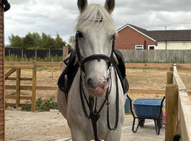 Alice 148 showjumper
