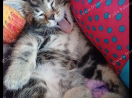 Gorgeous kittens