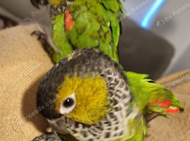 Black capped conures