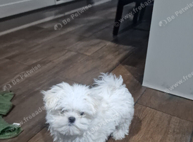 tiny Maltese ready now