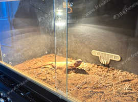 Bearded dragon