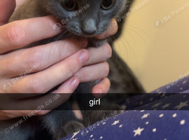 Kittens for sale Wrexham