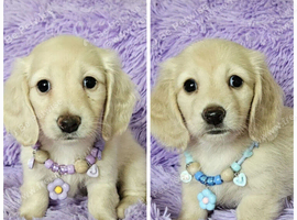 Stunning long haired cream mini dachshunds