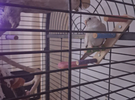 Cockatiel with full set up