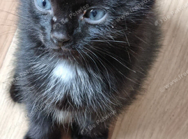 9 week old kittens