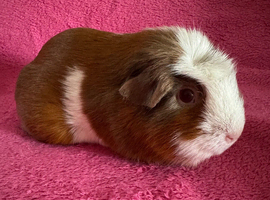Guinea pig sows