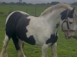 For sale Barbie 6yo cob mare
