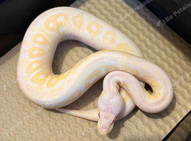 Cb26 female cinnamon candino royal python for sale