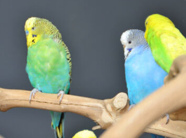 Budgies wanted