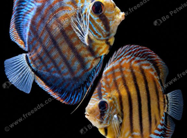 Discus - Breeding pair &pound;100