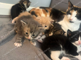 Half maincoon kittens