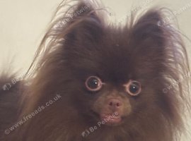 Beautiful chocolate Pom
