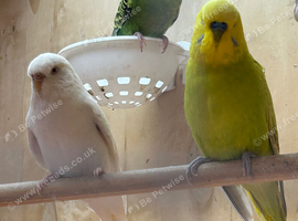 Budgies both male and female