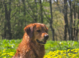 Golden retriever stud