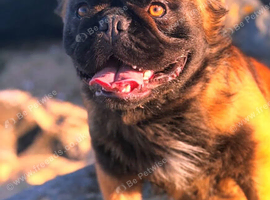 KC registered frenchbulldogs