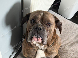 Old English bulldog