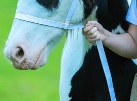 Stunning Cob Gelding