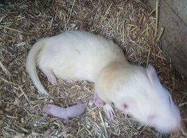 Ferret kits all reserved for now
