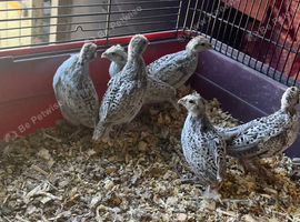 Bobwhite Snowflake Quail
