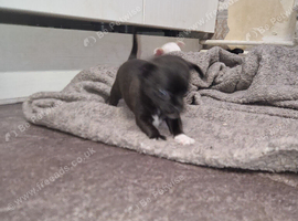 Chihuahua puppy's ready to leave