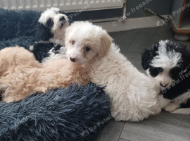 Beautifully bordoodle pups